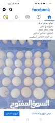  1 بيض لاحم مخصب ملقح مكفول80٪
