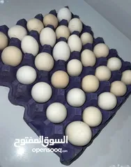  2 بيض بلدي طازج