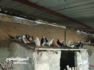  28 انواع حمام مشكلة للبيع