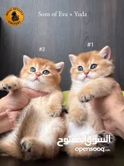  11 High-level British Shorthair kittens with pedigree