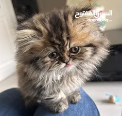  1 Persian long hair for sale 50 with delivery