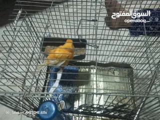  1 دير عصريه جزريه للبيع