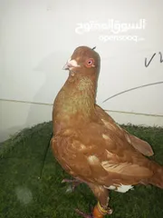  5 حمام كش للبيع كوم