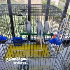  4 طيور حب بادجي لون مميز