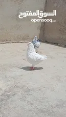  18 جوز حمام كنق شغال ميه ميه