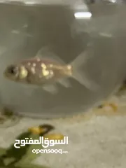  9 سمك للتبديل من سلحفاه برمائيه