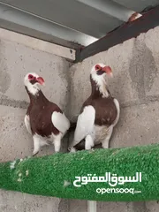  1 موجود 7 جواز معاكيف اسكندرون نخب النخب في جوزين منهم ما شتغلو عندي البيع على المكشوف
