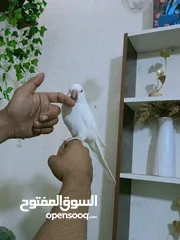  2 ببغاء كويكر الراهب البينو عين حمرا محجل فحل أليف وبطلع عالايد و متكلم 9 كلمات