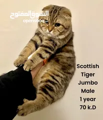  2 Rare Scottish Fold Male