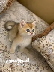  3 سكوتش ستريت بيور نظيف جدا