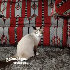  13 قطه رادغول للبيع