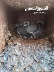  2 زغاليل حمام حجم كبير