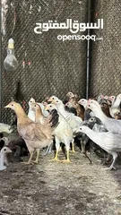  7 للبيع دجاج محلي