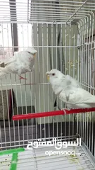  2 جوزين لاسونج البينو عين حمره زي الدم مستوى عالي وردات وكرست جوزين صحه ونظافة  بسعر مناسب