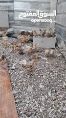  7 خم حمام بلدي ومعو انواع +صيصان بلدي عمر 33 يوم  للبيع بسعر الحرق الله يبارك لصاحب النصيب