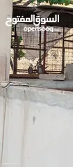  2 كوكتيل وايت فيس جوزين شغالات