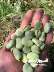  1 فول مبزر جاهز