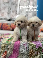  5 Maltipoo FeMale Puppies Available