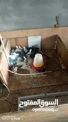  7 صوص باكستاني