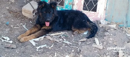  1 كلب جيرمن شيبرد لونج هير عمر 6 اشهر لون اسود وعسلي