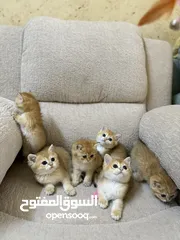  8 سكوتش برتش جولد ny12وny11