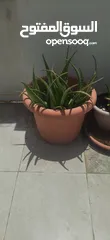  5 Plant Pot with Aloe Vera plant