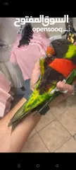  4 ببغاء الوري محجله الطائره حلوه