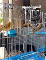  3 اربع مخاليف وطيره جاهزه.