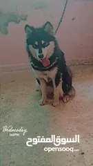  1 كلب هاسكي انثى