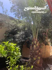  2 نخلتين كبار للبيع