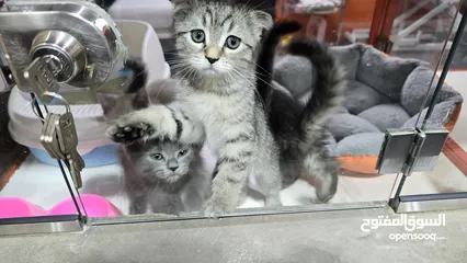  11 Scottish fold cats 2 month old سكوتش فولد عمر شهرين