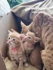 2 kittens for adoption
