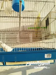  1 جوز كوكتيل للبيع