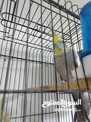  4 جوز ببغاء كوكتيل شغال جوز الطيره اجنبيه ختم اجنبي والفحل بلدي بالصلاه على النبي مع قفص كاسكو