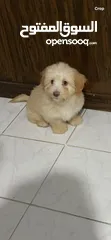  2 كلب مالتيبو - Maltipoo dog