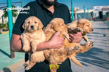  1 جراء ماسترد ذهبي