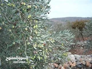  11 2دونم للبيع في كفرراعي (جنين)