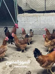  4 صيصان فرنسي الحمر البياض والكولمبي الابيض البياض البيور