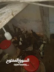  2 صوص دجاج بلدي للبيع