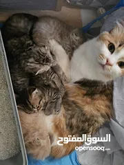  16 قط انثى شيرازي مكس حامل من سكوتش فولد   ماخد جميع المطاعيم البيع بسعر المطعوم فقط
