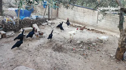  10 باكستاني نخب