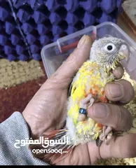  20 فراخ جرين شيك اليفات للزق اليدوي تركواز اناناس يلو سايد اقرأ التفاصيل