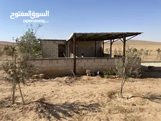  20 مزرعه زيتون منطقه قعفور