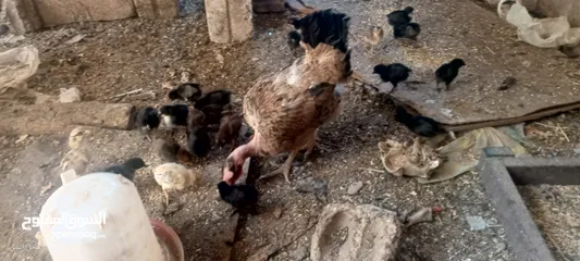  18 جاجه يهوديه معها 25 صوص بلدي