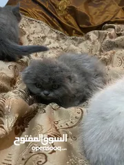  3 قطط سكوتش فولد + ستريت من اب وام مسجلين (بيوور)
