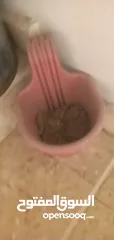  2 قوارير زراعه مع التربه للبيع