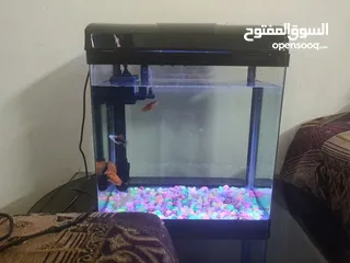  1 Aquarium Tanks With Accessories