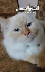  1 أورنج هملايا بيور