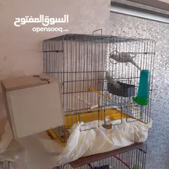 3 طيور حب للبيع سعر الجوز 15دينار مع قفص والمعالفه وبياضاه . طيور حب انجليزي