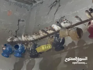  1 مزرعة فنك (زيبرا)